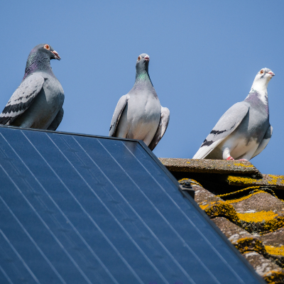 Solar Panel Cleaning